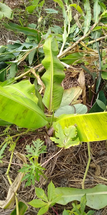 Agriculture image 6