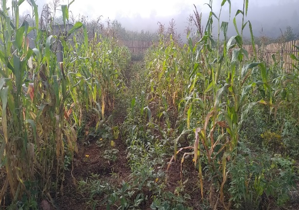 Agriculture image 7