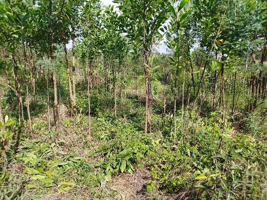 Agriculture image 8