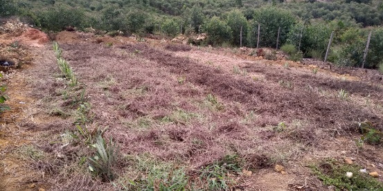 Agriculture image 2