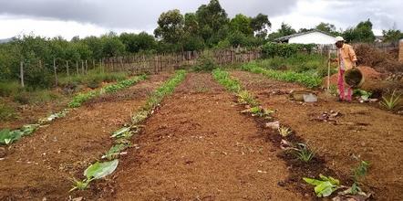 Agriculture image 3