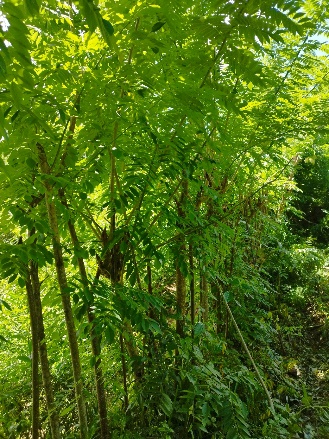 Agriculture image 18