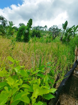 Agriculture image 17