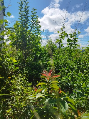 Agriculture image 27