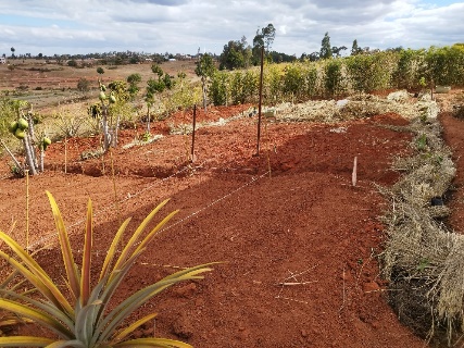 Agriculture image 23