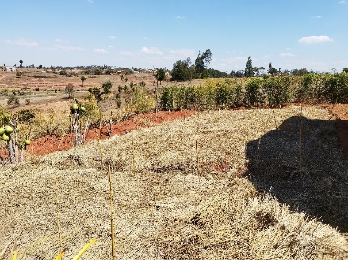 Agriculture image 24