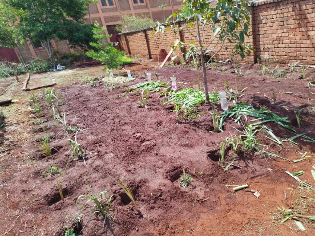 Agriculture image 30