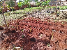 Agriculture image 33