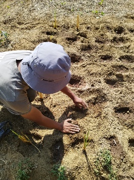 Agriculture image 39
